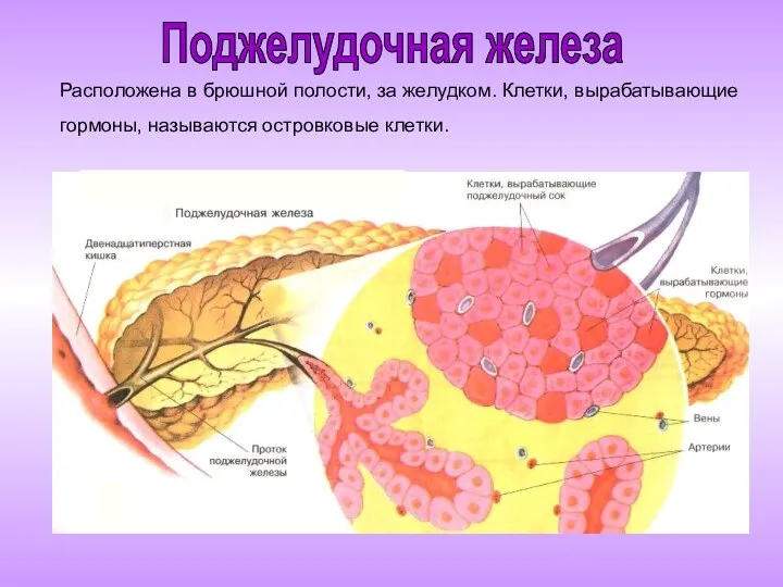 Расположена в брюшной полости, за желудком. Клетки, вырабатывающие гормоны, называются островковые клетки. Поджелудочная железа
