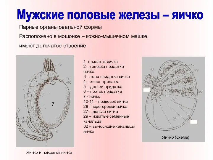 Парные органы овальной формы Расположено в мошонке – кожно-мышечном мешке, имеют дольчатое