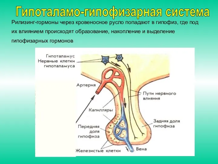 Рилизинг-гормоны через кровеносное русло попадают в гипофиз, где под их влиянием происходят