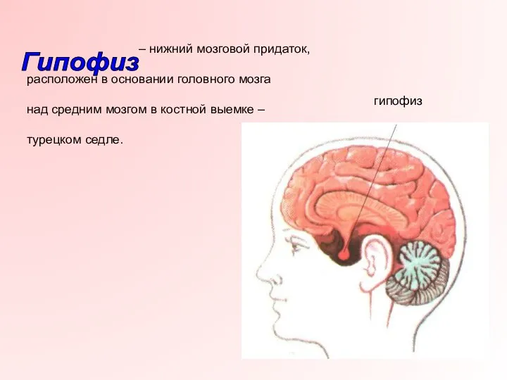 – нижний мозговой придаток, расположен в основании головного мозга над средним мозгом