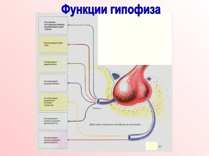 Функции гипофиза