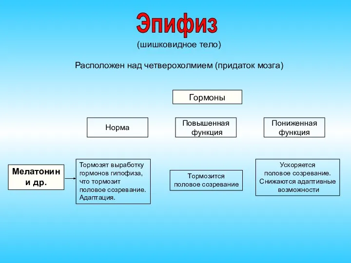 (шишковидное тело) Расположен над четверохолмием (придаток мозга) Гормоны Норма Повышенная функция Пониженная