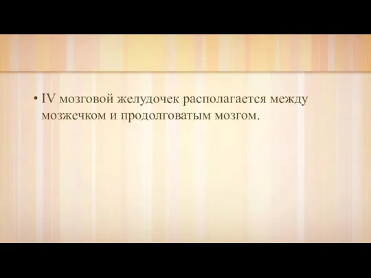 IV мозговой желудочек располагается между мозжечком и продолговатым мозгом.