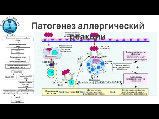 Патогенез аллергический реакции