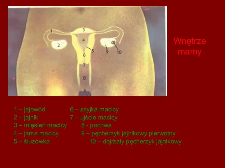 Wnętrze mamy 1 – jajowód 6 – szyjka macicy 2 – jajnik