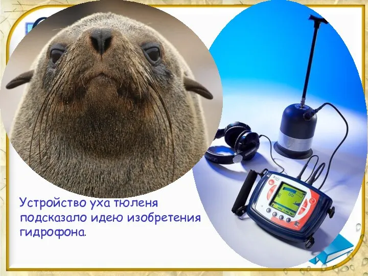 Устройство уха тюленя подсказало идею изобретения гидрофона.