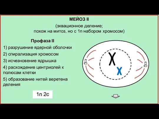 Профаза II 1) разрушение ядерной оболочки 2) спирализация хромосом 3) исчезновение ядрышка