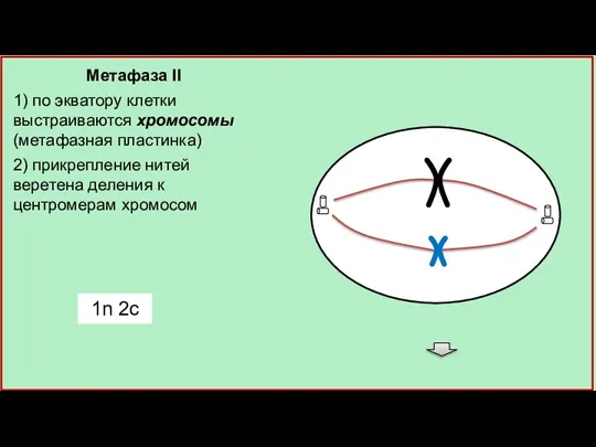 Метафаза II 1) по экватору клетки выстраиваются хромосомы (метафазная пластинка) 2) прикрепление