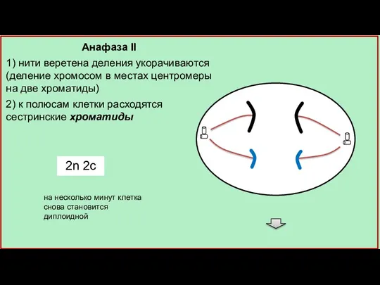 Анафаза II 1) нити веретена деления укорачиваются (деление хромосом в местах центромеры