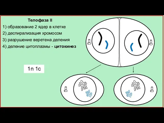 Телофаза II 1) образование 2 ядер в клетке 2) деспирализация хромосом 3)