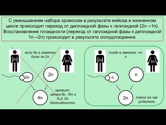 С уменьшением набора хромосом в результате мейоза в жизненном цикле происходит переход