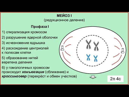 Профаза I 1) спирализация хромосом 2) разрушение ядерной оболочки 3) исчезновение ядрышка