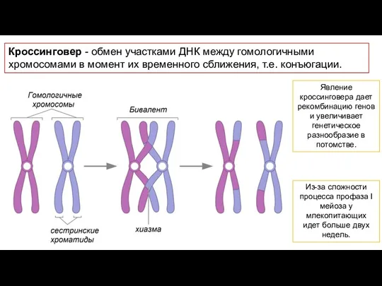 Кроссинговер - обмен участками ДНК между гомологичными хромосомами в момент их временного