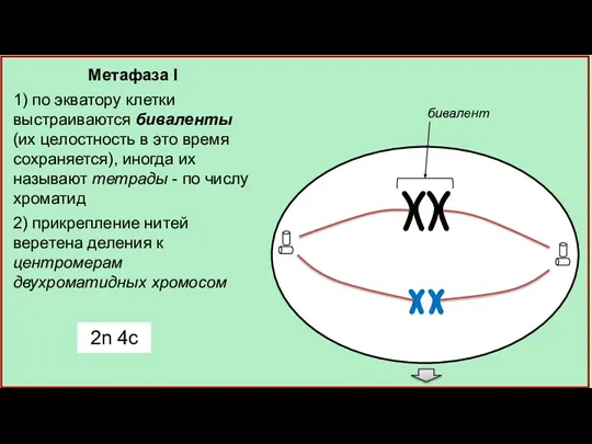 бивалент Метафаза I 1) по экватору клетки выстраиваются биваленты (их целостность в