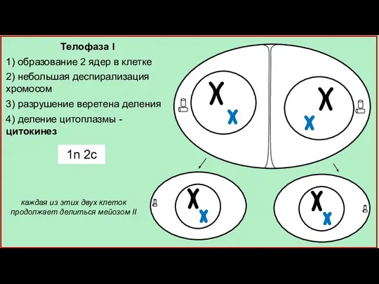 Телофаза I 1) образование 2 ядер в клетке 2) небольшая деспирализация хромосом