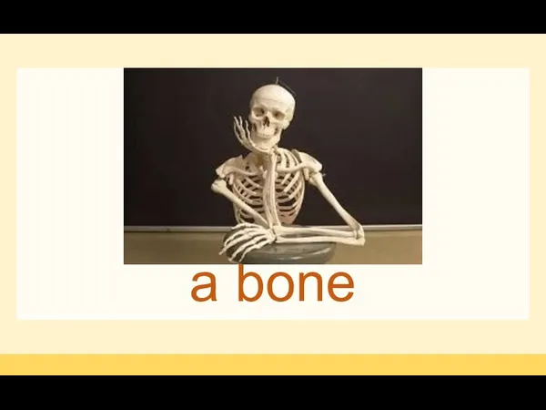 a bone