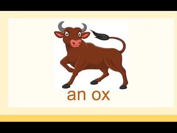 an ox