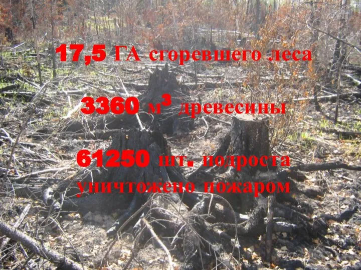 17,5 ГА сгоревшего леса 3360 м3 древесины 61250 шт. подроста уничтожено пожаром