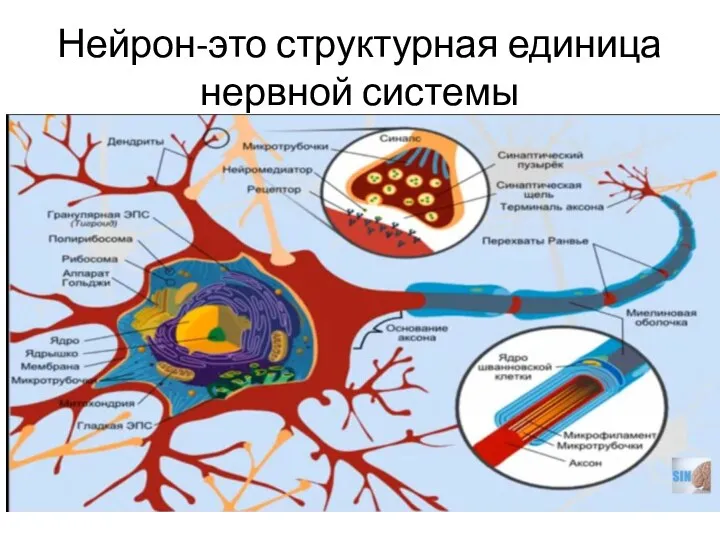 Нейрон-это структурная единица нервной системы