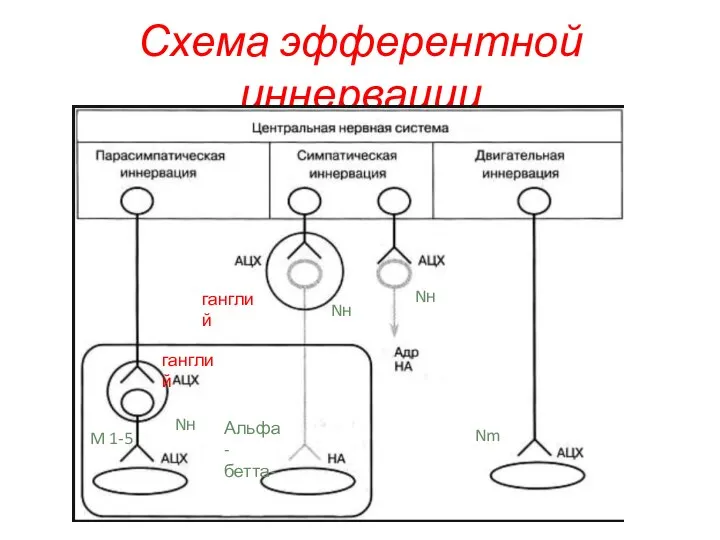 Схема эфферентной иннервации Nн Альфа- бетта- Nн Nн M 1-5 Nm ганглий ганглий
