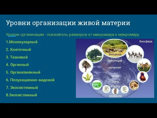 Уровни организации живой материи Уровни организации - показатель размеров от микромира к