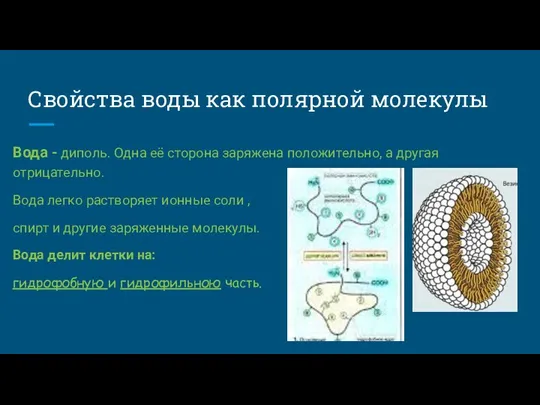 Свойства воды как полярной молекулы Вода - диполь. Одна её сторона заряжена