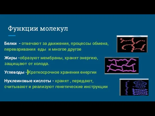 Функции молекул Белки - отвечают за движения, процессы обмена, переваривания еды и