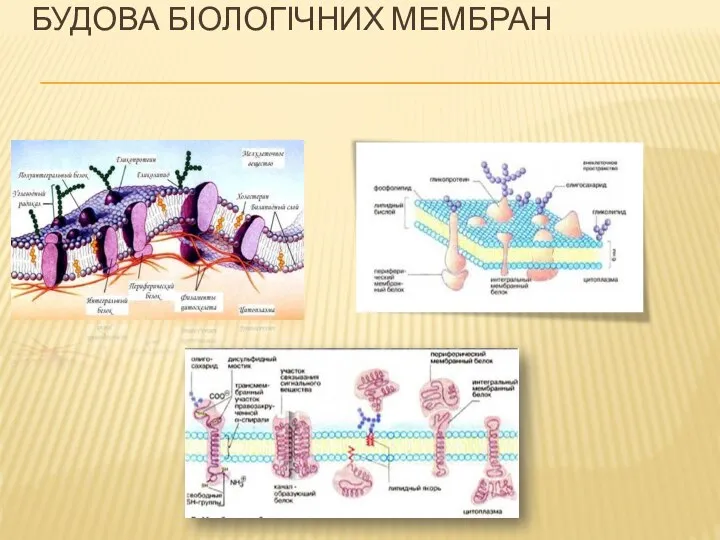 БУДОВА БІОЛОГІЧНИХ МЕМБРАН