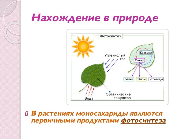 Нахождение в природе В растениях моносахариды являются первичными продуктами фотосинтеза