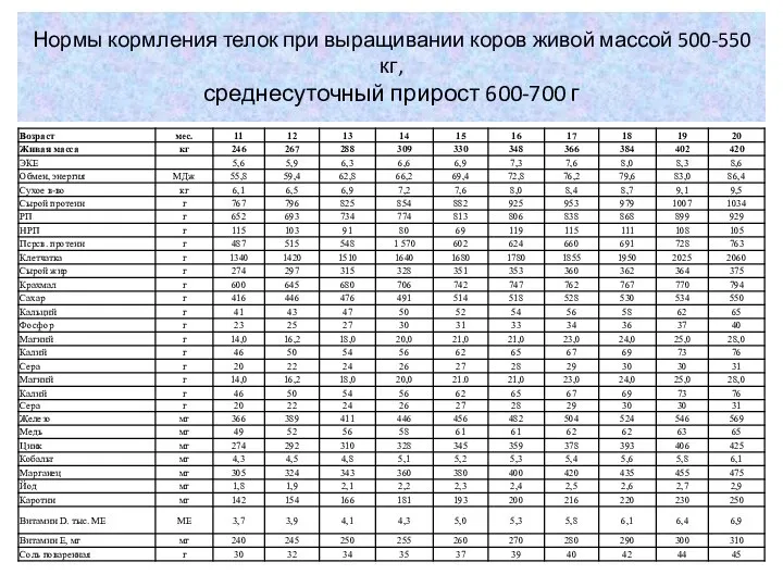 Нормы кормления телок при выращивании коров живой массой 500-550 кг, среднесуточный прирост 600-700 г