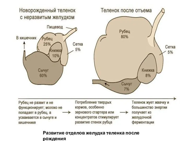 Развитие отделов желудка теленка после рождения