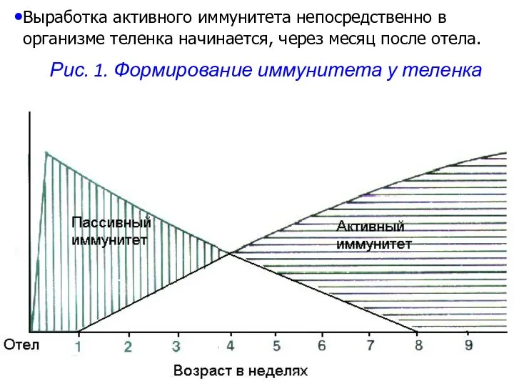 Выработка активного иммунитета непосредственно в организме теленка начинается, через месяц после отела.