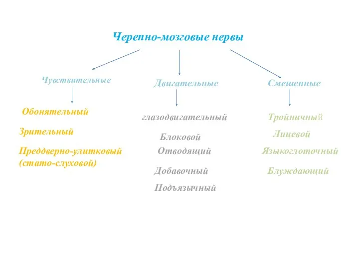 Черепно-мозговые нервы Чувствительные Двигательные Смешенные Обонятельный Зрительный Преддверно-улитковый (стато-слуховой) глазодвигательный Блоковой Отводящий