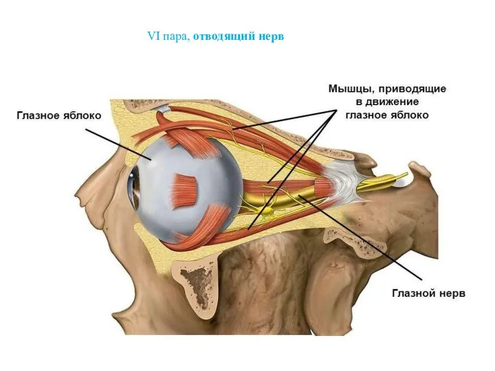 VI пара, отводящий нерв