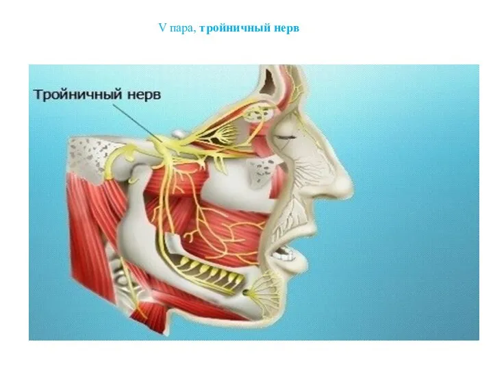 V пара, тройничный нерв
