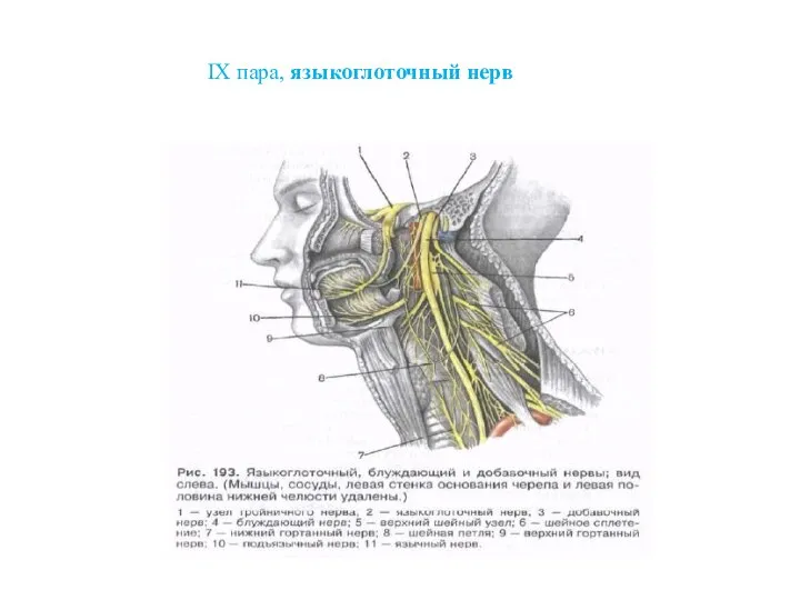 IХ пара, языкоглоточный нерв