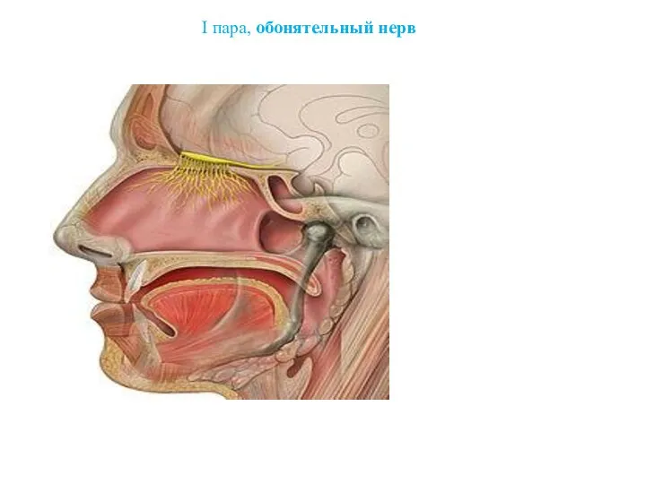 I пара, обонятельный нерв