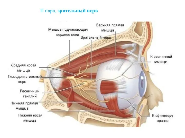 II пара, зрительный нерв