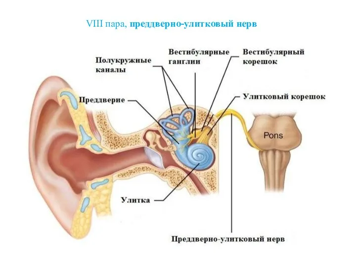 VIII пара, преддверно-улитковый нерв