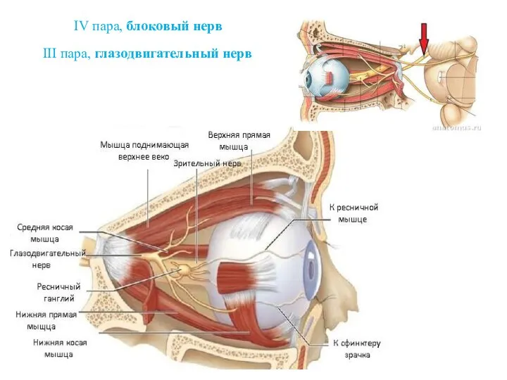 IV пара, блоковый нерв III пара, глазодвигательный нерв