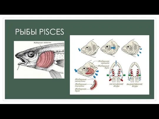 РЫБЫ PISCES