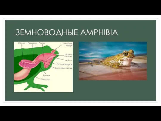 ЗЕМНОВОДНЫЕ AMPHIBIA