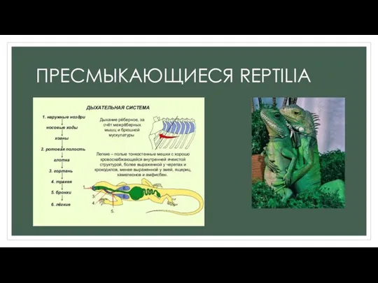 ПРЕСМЫКАЮЩИЕСЯ REPTILIA