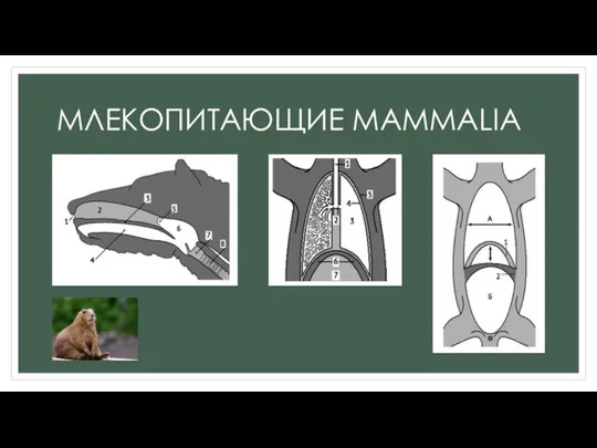 МЛЕКОПИТАЮЩИЕ MAMMALIA