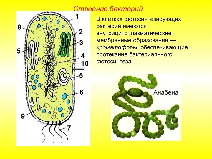 В клетках фотосинтезирующих бактерий имеются внутрицитоплазматические мембранные образования — хроматофоры, обеспечивающие протекание бактериального фотосинтеза. Строение бактерий