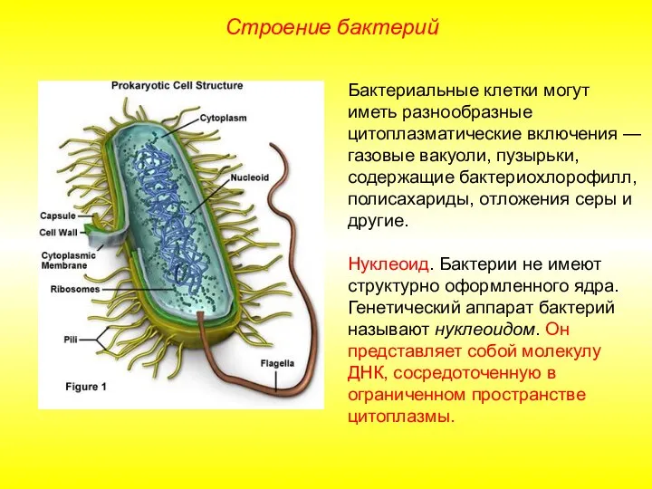 Строение бактерий Бактериальные клетки могут иметь разнообразные цитоплазматические включения — газовые вакуоли,