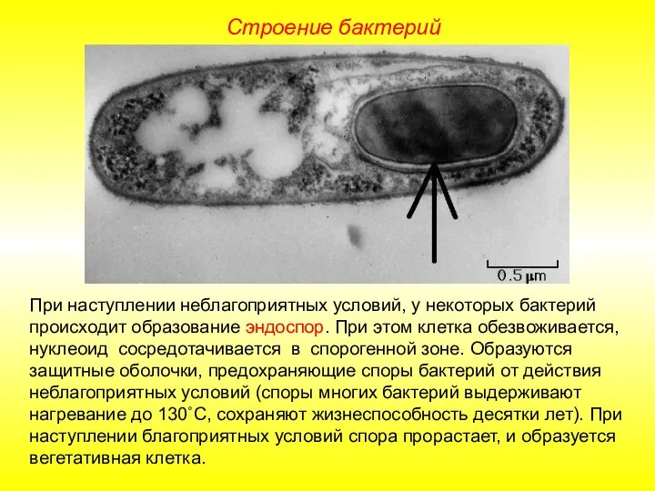 Строение бактерий При наступлении неблагоприятных условий, у некоторых бактерий происходит образование эндоспор.