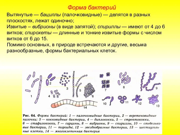 Форма бактерий Вытянутые — бациллы (палочковидные) — делятся в разных плоскостях, лежат