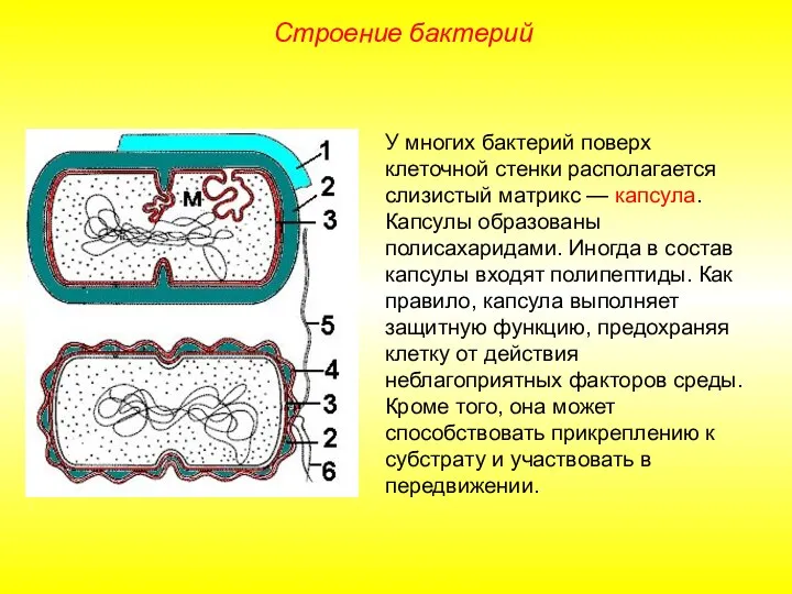 У многих бактерий поверх клеточной стенки располагается слизистый матрикс — капсула. Капсулы