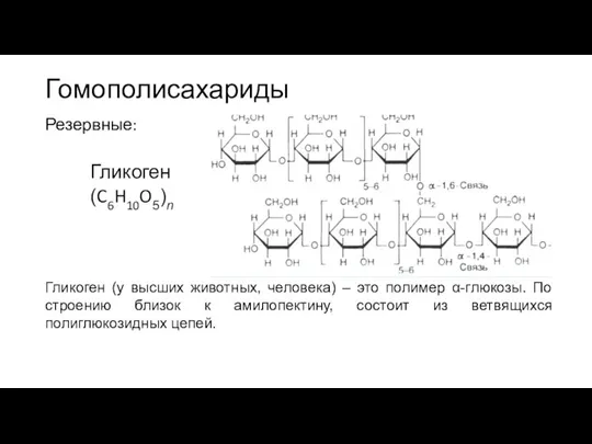 Гомополисахариды Резервные: Гликоген (у высших животных, человека) – это полимер α-глюкозы. По